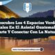Descubre los 4 Espacios Verdes Esenciales en El Asintal Guatemala para Relajarte y Conectar con la Naturaleza