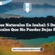 Paisajes Naturales en Izabal: 5 Destinos Naturales que No Puedes Dejar Pasar