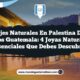Paisajes Naturales en Palestina De Los Altos Guatemala: 4 Joyas Naturales Esenciales que Debes Descubrir